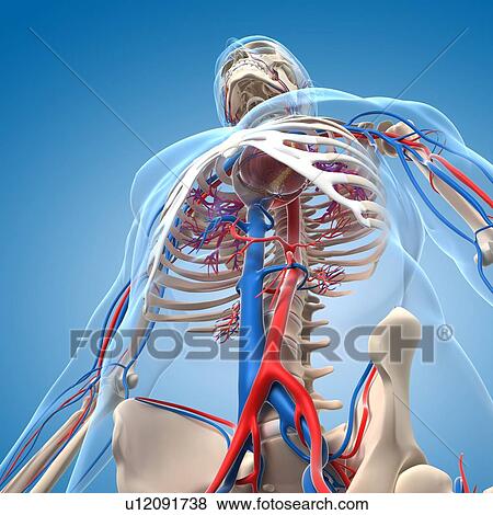 Stock Illustration - Vascular system, artwork. Fotosearch