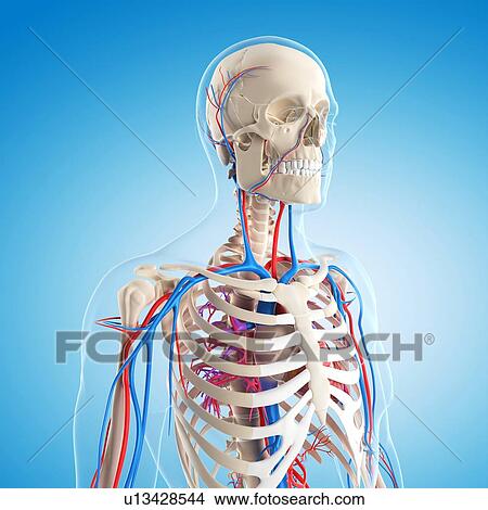 Stock Illustration - Vascular system, artwork. Fotosearch
