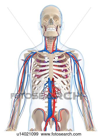 Vascular system, artwork View Large Illustration Stock Illustration - Vascular system, artwork. Fotosearch