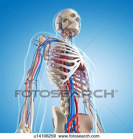 Vascular system, artwork View Large Illustration Stock Illustration - Vascular system, artwork. Fotosearch