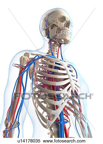 Stock Illustration - Vascular system, artwork. Fotosearch