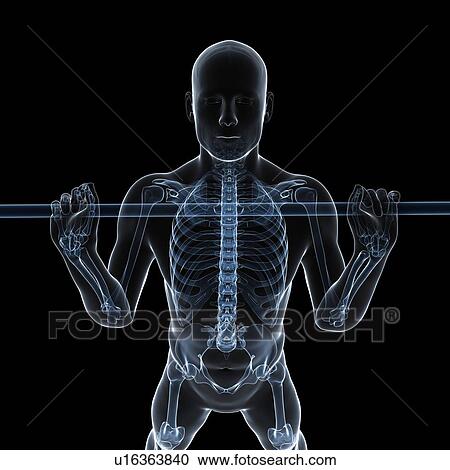 Clipart - Weightlifter, artwork. Fotosearch