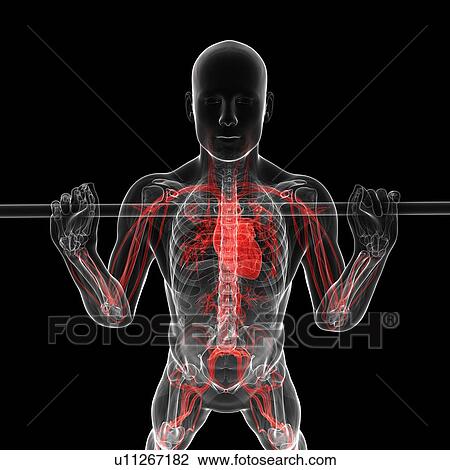 Drawing - Weightlifter, artwork. Fotosearch