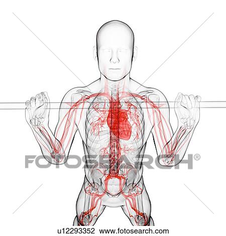 Weightlifter, artwork View Large Illustration Drawing - Weightlifter, artwork. Fotosearch