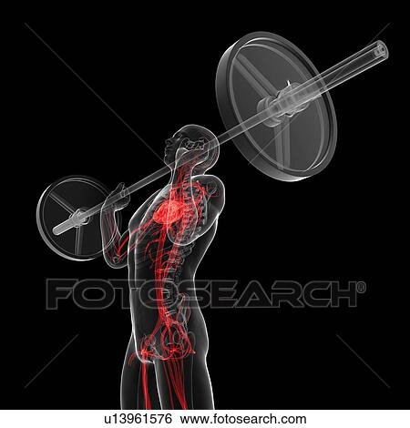 Weightlifter, artwork View Large Illustration Stock Illustration - Weightlifter, artwork. Fotosearch