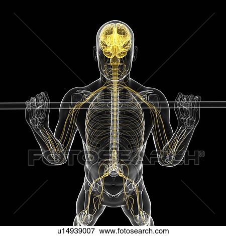Weightlifter, artwork View Large Illustration Stock Illustration - Weightlifter, artwork. Fotosearch
