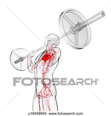 Weightlifter, artwork View Large Illustration Stock Illustration - Weightlifter, artwork. Fotosearch