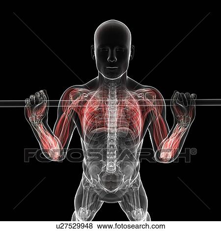 Stock Illustration - Weightlifter, artwork. Fotosearch