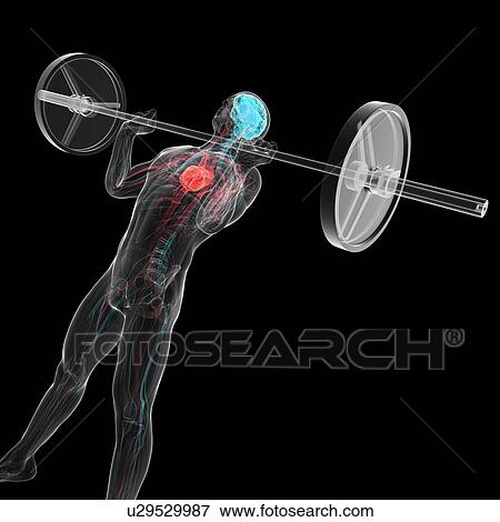 Weightlifter, artwork View Large Illustration Stock Illustration - Weightlifter, artwork. Fotosearch