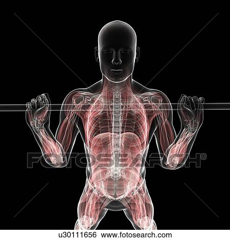 Weightlifter, artwork View Large Illustration Stock Illustration - Weightlifter, artwork. Fotosearch