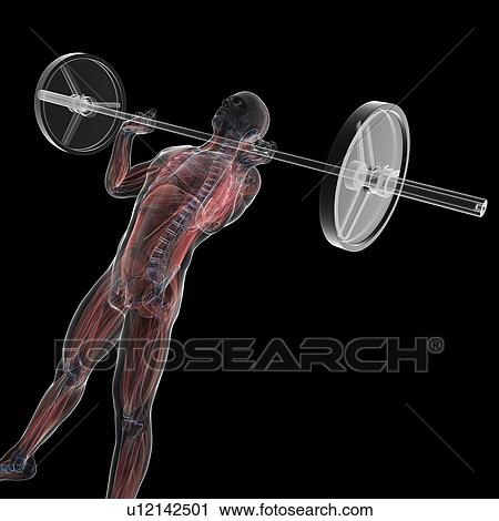 Weightlifting, artwork View Large Illustration Clip Art - Weightlifting, artwork. Fotosearch