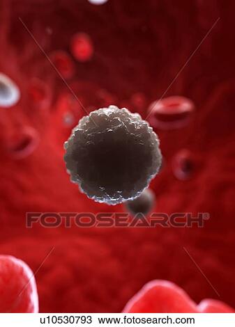 White blood cell, artwork View Large Illustration Drawing - White blood cell, artwork. Fotosearch