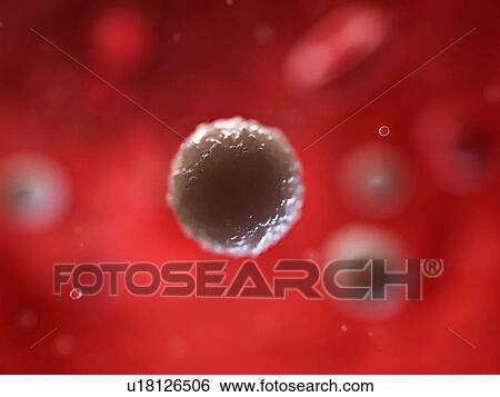White blood cell, artwork View Large Illustration Stock Illustration - White blood cell, artwork. Fotosearch