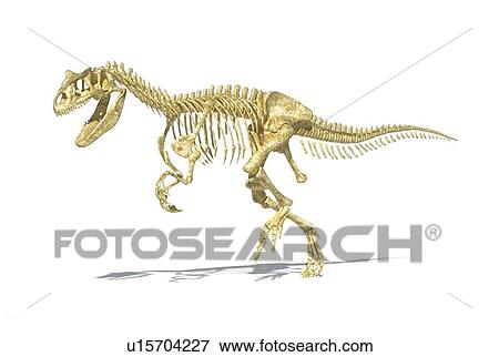Allosaurus dinosaur skeleton, artwork View Large Illustration Stock Illustration - Allosaurus dinosaur skeleton, artwork. Fotosearch
