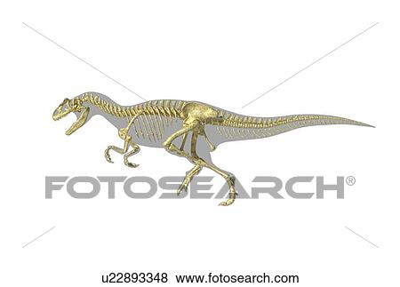 Allosaurus dinosaur skeleton, artwork View Large Illustration Stock Illustration - Allosaurus dinosaur skeleton, artwork. Fotosearch