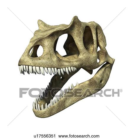 Clip Art - Allosaurus dinosaur skull, artwork. Fotosearch