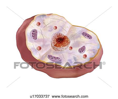 Animal cell, artwork View Large Illustration Stock Illustration - Animal cell, artwork. Fotosearch