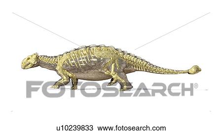 Drawing - Ankylosaur dinosaur skeleton, artwork. Fotosearch
