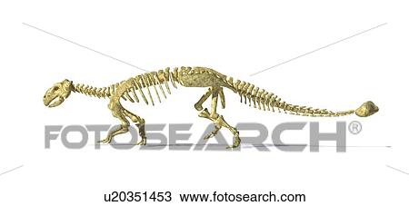 Ankylosaur dinosaur skeleton, artwork View Large Illustration Drawing - Ankylosaur dinosaur skeleton, artwork. Fotosearch