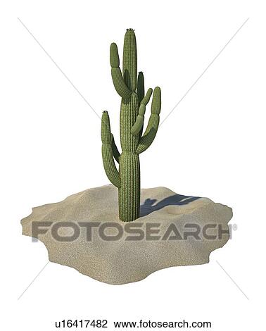 Drawing - Cactus, artwork. Fotosearch