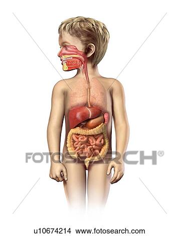 Stock Illustration - Child's digestive system, artwork. Fotosearch