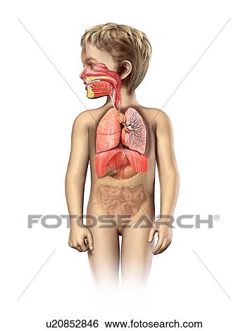 Stock Illustration - Child's respiratory system, artwork. Fotosearch