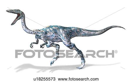 Drawing - Coelophysis dinosaur, artwork. Fotosearch