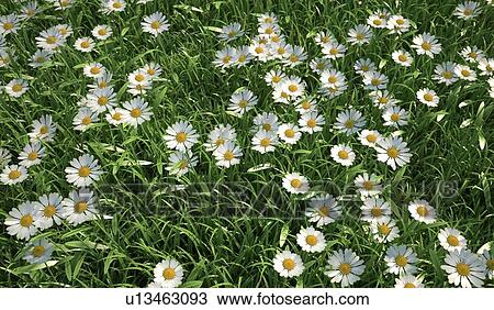 Daisies, artwork View Large Illustration Drawing - Daisies, artwork. Fotosearch