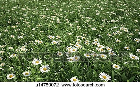 Drawing - Daisies, artwork. Fotosearch