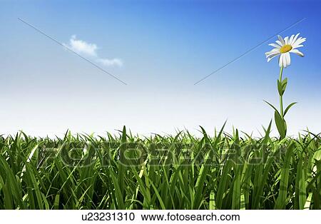 Daisy, artwork View Large Illustration Clipart - Daisy, artwork. Fotosearch