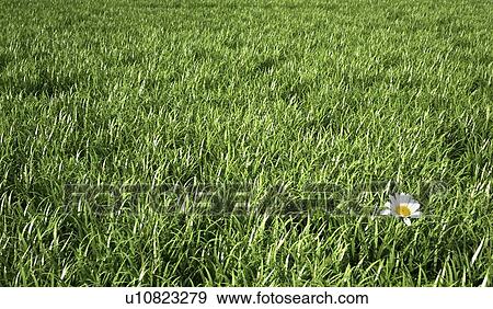 Daisy, artwork View Large Illustration Stock Illustration - Daisy, artwork. Fotosearch