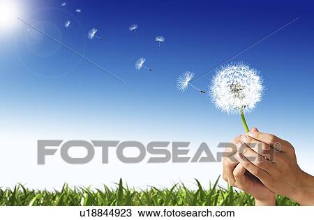 Dandelion seed dispersal, artwork View Large Illustration Drawing - Dandelion seed dispersal, artwork. Fotosearch