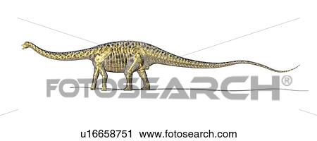 Clip Art - Diplodocus dinosaur skeleton, artwork. Fotosearch