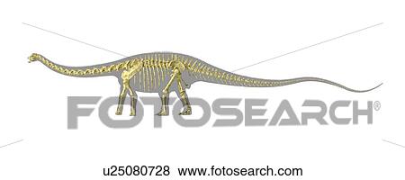 Stock Illustration - Diplodocus dinosaur skeleton, artwork. Fotosearch