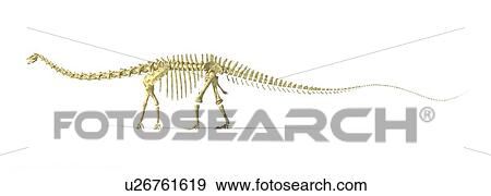 Stock Illustration - Diplodocus dinosaur skeleton, artwork. Fotosearch