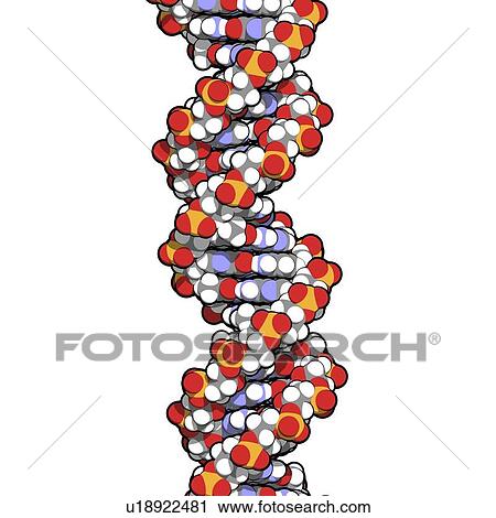 Clip Art - DNA, molecular model. Fotosearch