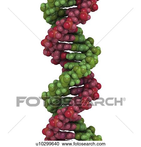 Clipart - DNA, molecular model. Fotosearch