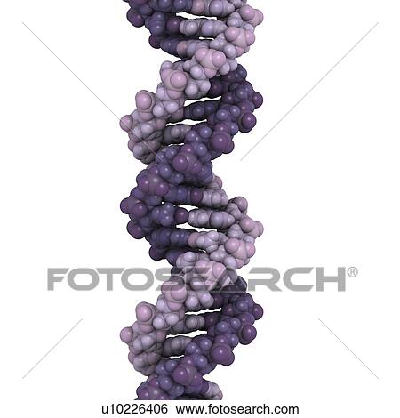 Stock Illustration - DNA, molecular model. Fotosearch