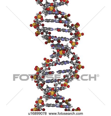 DNA, molecular model View Large Illustration Stock Illustration - DNA, molecular model. Fotosearch