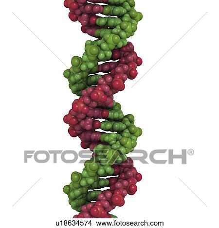DNA, molecular model View Large Illustration Stock Illustration - DNA, molecular model. Fotosearch