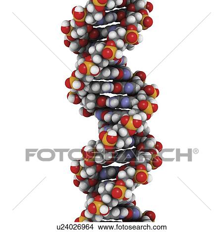 Stock Illustration - DNA, molecular model. Fotosearch