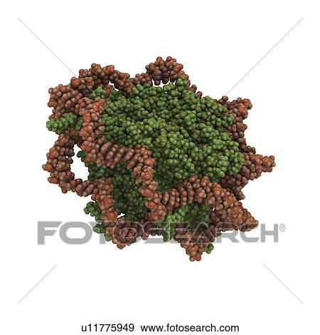 Stock Illustration - DNA nucleosome molecule. Fotosearch