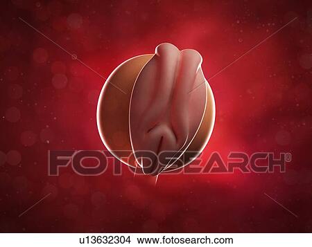 Stock Illustration - Embryo at 4 weeks, artwork. Fotosearch