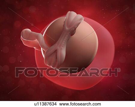 Embryo at 5weeks, artwork View Large Illustration Stock Illustration - Embryo at 5weeks, artwork. Fotosearch