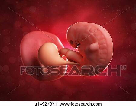Embryo at 6 weeks, artwork View Large Illustration Clip Art - Embryo at 6 weeks, artwork. Fotosearch