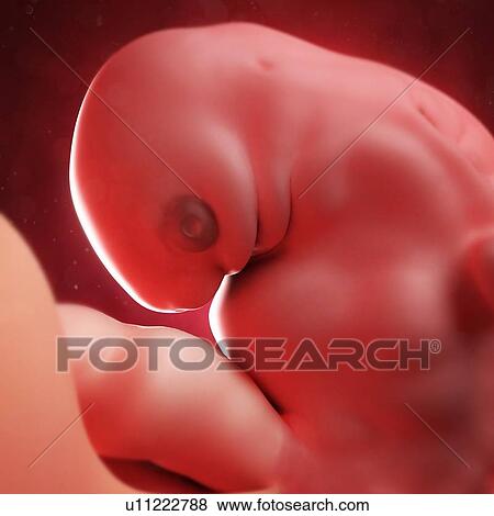 Embryo at 6weeks, artwork View Large Illustration Stock Illustration - Embryo at 6weeks, artwork. Fotosearch