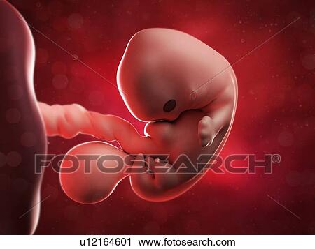 Embryo at 7 weeks, artwork View Large Illustration Clip Art - Embryo at 7 weeks, artwork. Fotosearch