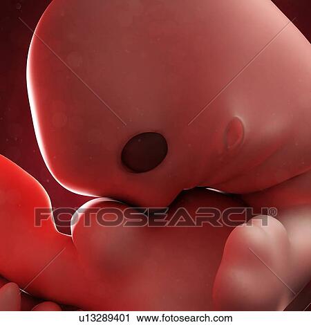 Embryo at 7 weeks, artwork View Large Illustration Clip Art - Embryo at 7 weeks, artwork. Fotosearch