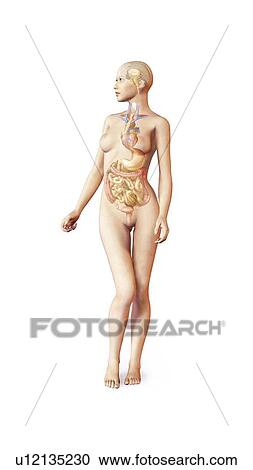 Female anatomy, artwork View Large Illustration Clipart - Female anatomy, artwork. Fotosearch