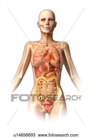 Drawing - Female anatomy, artwork. Fotosearch